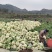 400亩白花菜上市，每天能装2辆9.6米车，欢迎采购。