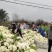 400亩白花菜上市，每天能装2辆9.6米车，欢迎采购。