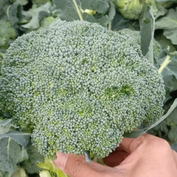 湖北天门精品西兰花，色泽亮丽，个头均匀，支持各种包装