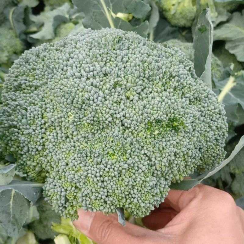 湖北天门精品西兰花，色泽亮丽，个头均匀，支持各种包装