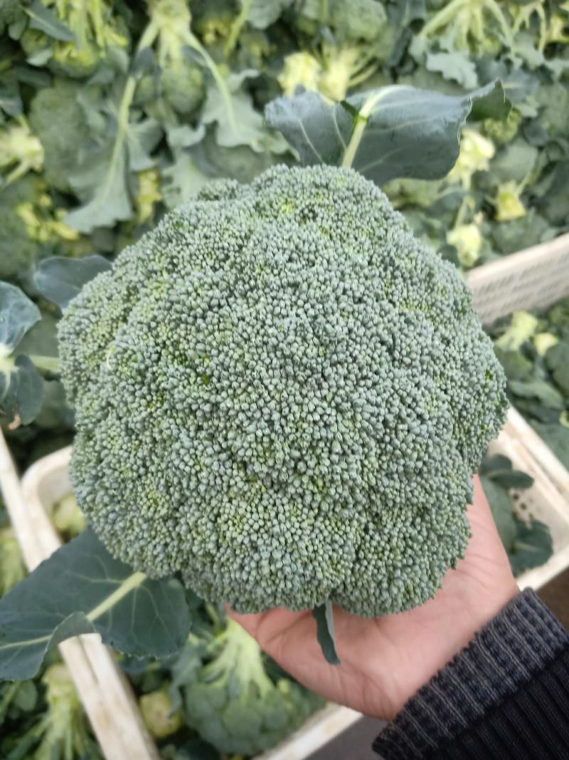 湖北天门精品西兰花，色泽亮丽，个头均匀，支持各种包装
