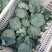 湖北天门精品西兰花，色泽亮丽，个头均匀，支持各种包装