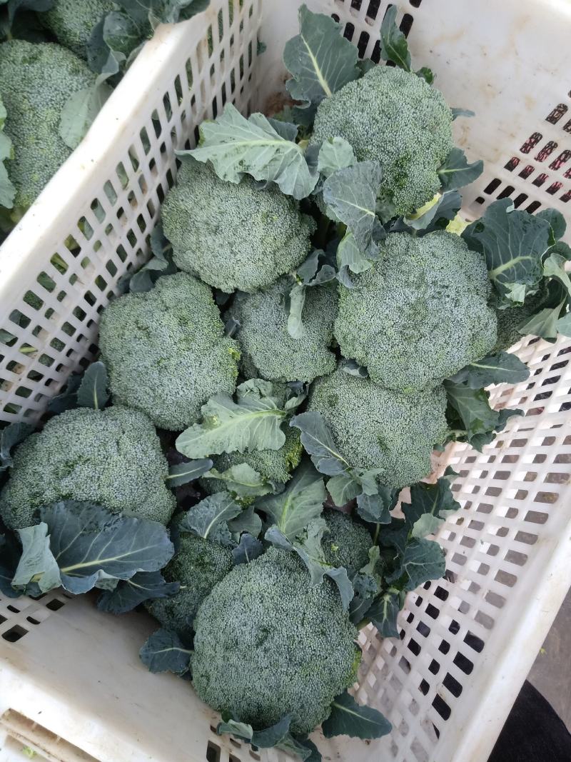 湖北天门精品西兰花，色泽亮丽，个头均匀，支持各种包装