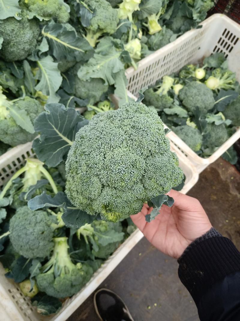 湖北天门精品西兰花，色泽亮丽，个头均匀，支持各种包装