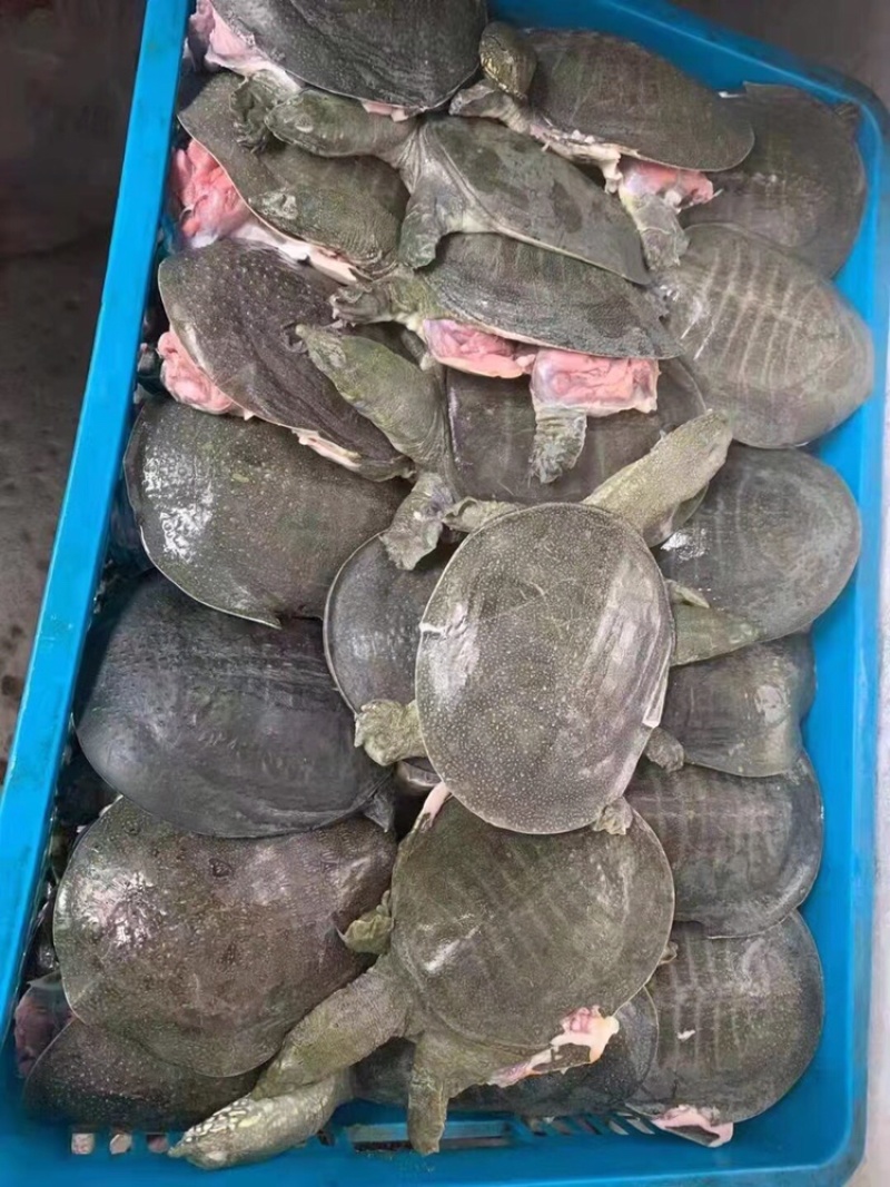 外塘甲鱼批发，卤甲鱼，宰杀好处理干净，塘口现抓现发