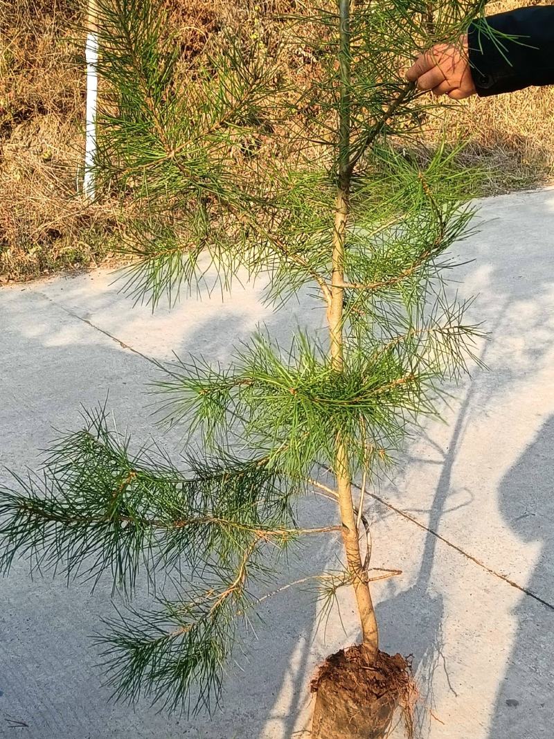白皮松