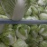 成武圆头大白菜