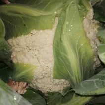 有机花菜