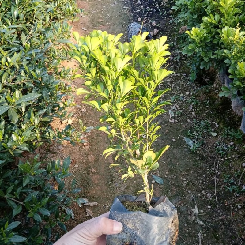 【推荐】米兰花，花开如米粒，自家基地种植，全国发货，基地直销