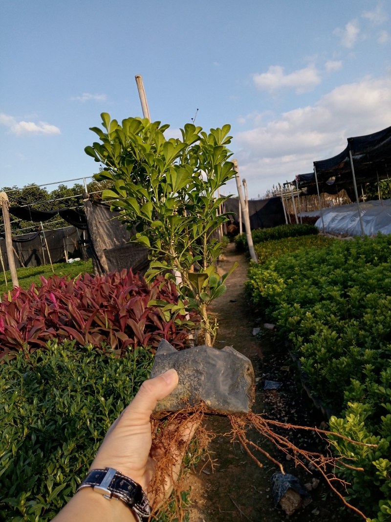 【推荐】米兰花，花开如米粒，自家基地种植，全国发货，基地直销