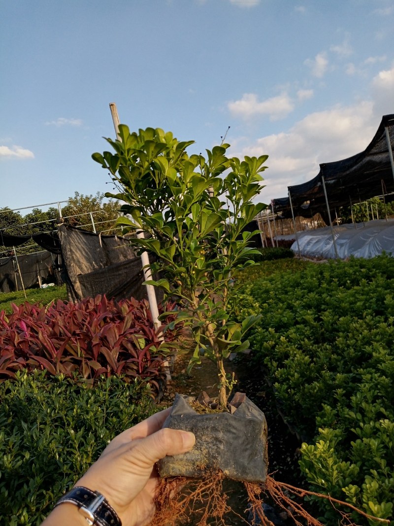 【推荐】米兰花，花开如米粒，自家基地种植，全国发货，基地直销