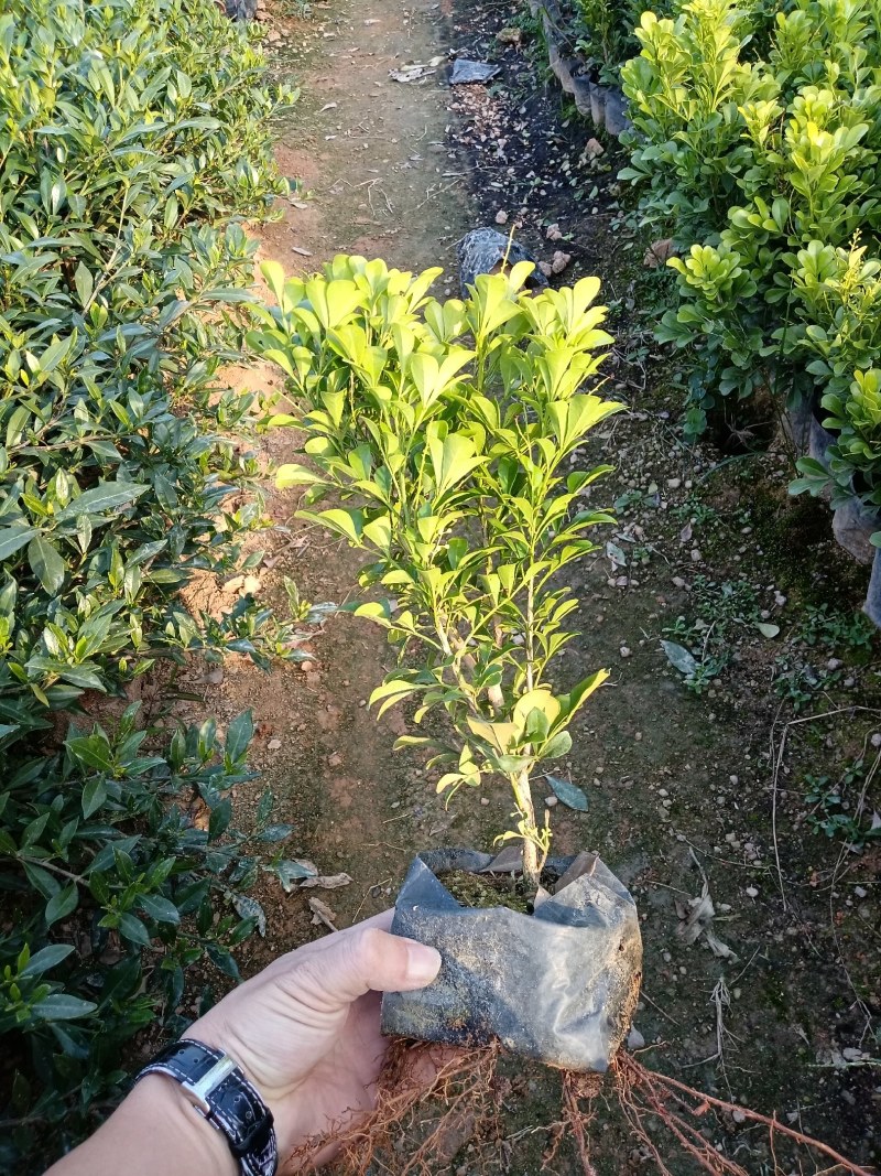 【推荐】米兰花，花开如米粒，自家基地种植，全国发货，基地直销