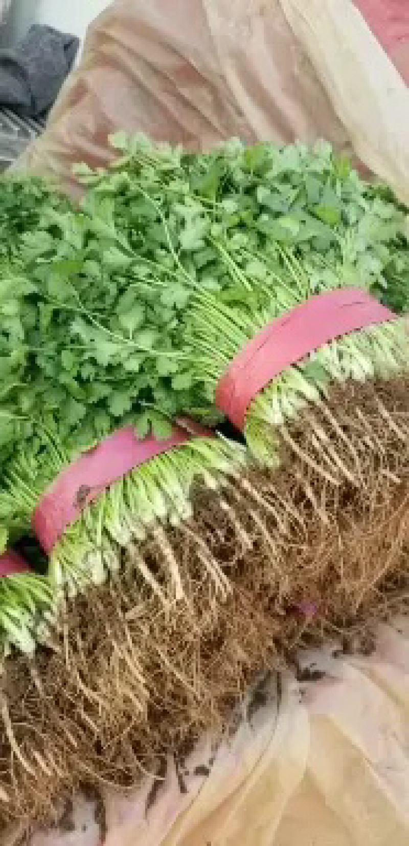 精品一级香菜大量有货了可以打冷各种包装可以发往全国市场了
