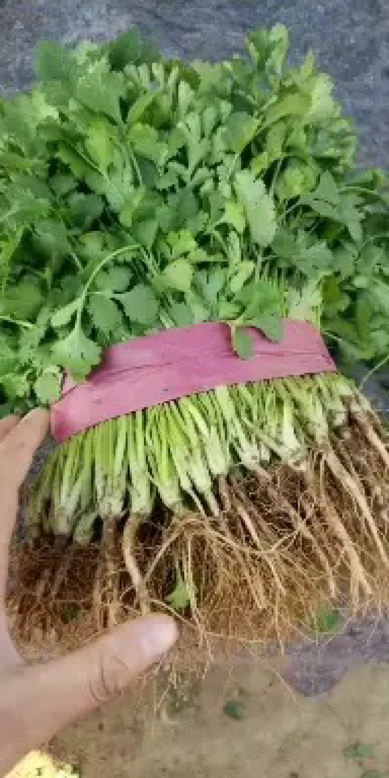 精品一级香菜大量有货了可以打冷各种包装可以发往全国市场了