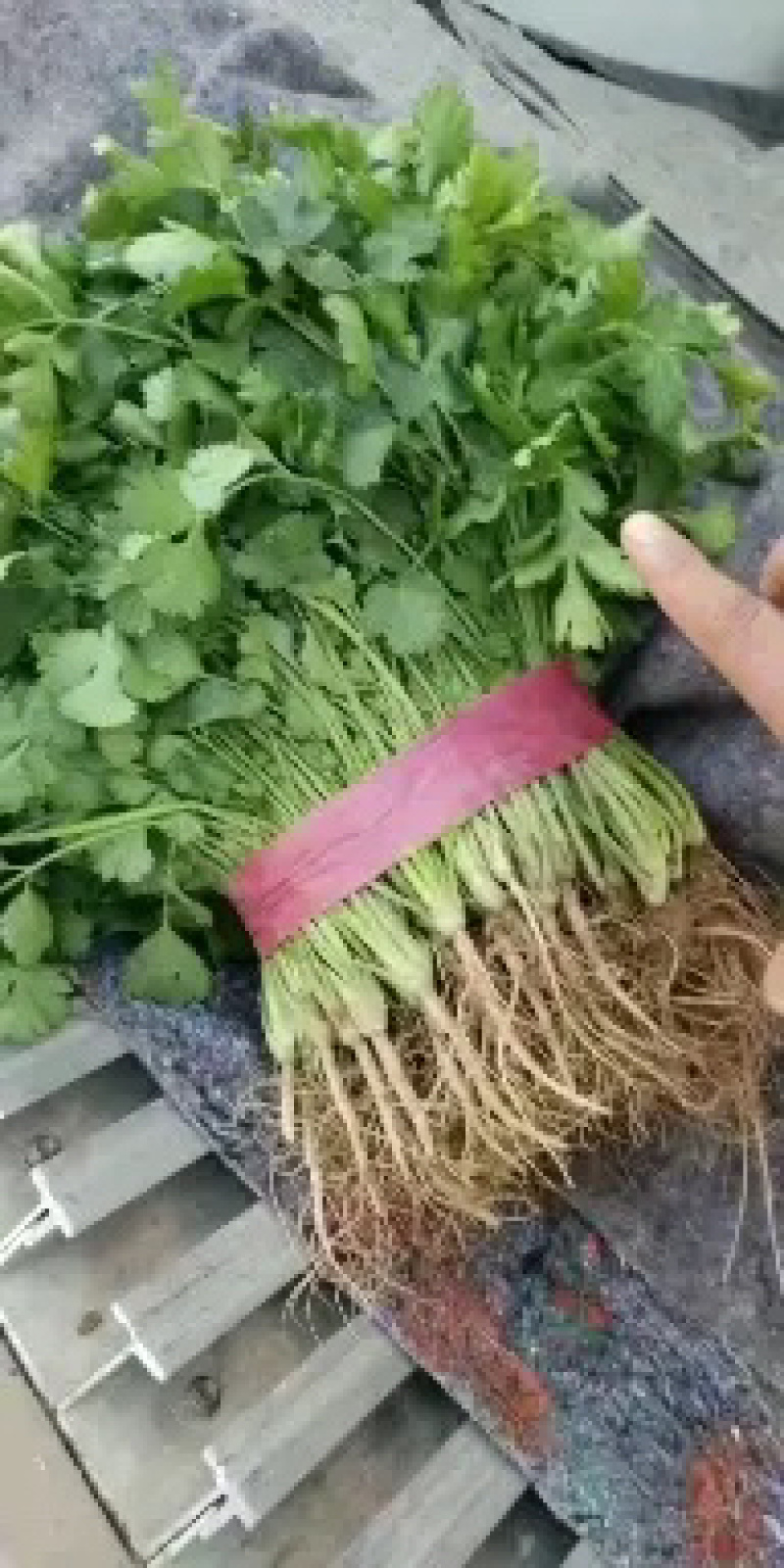 精品一级香菜大量有货了可以打冷各种包装可以发往全国市场了