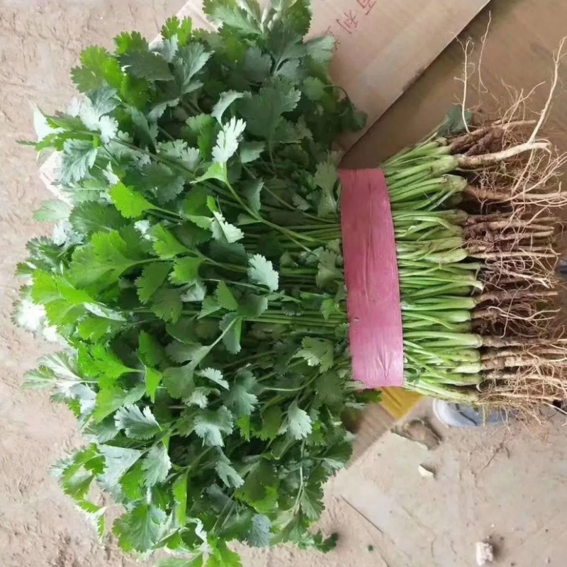 精品一级香菜大量有货了可以打冷各种包装可以发往全国市场了