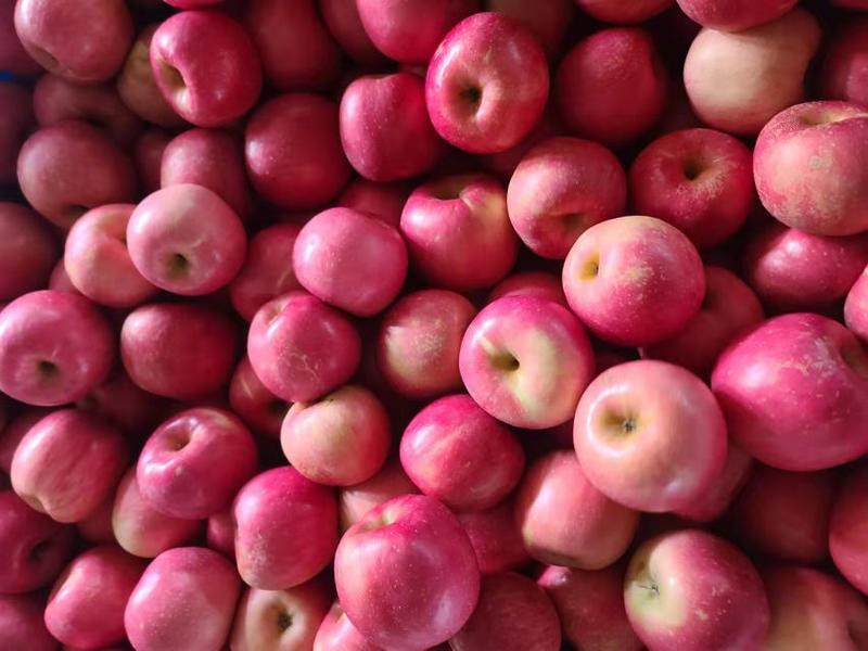 烟台栖霞红富士苹果，冷库三级果，货源充足，价格优惠。