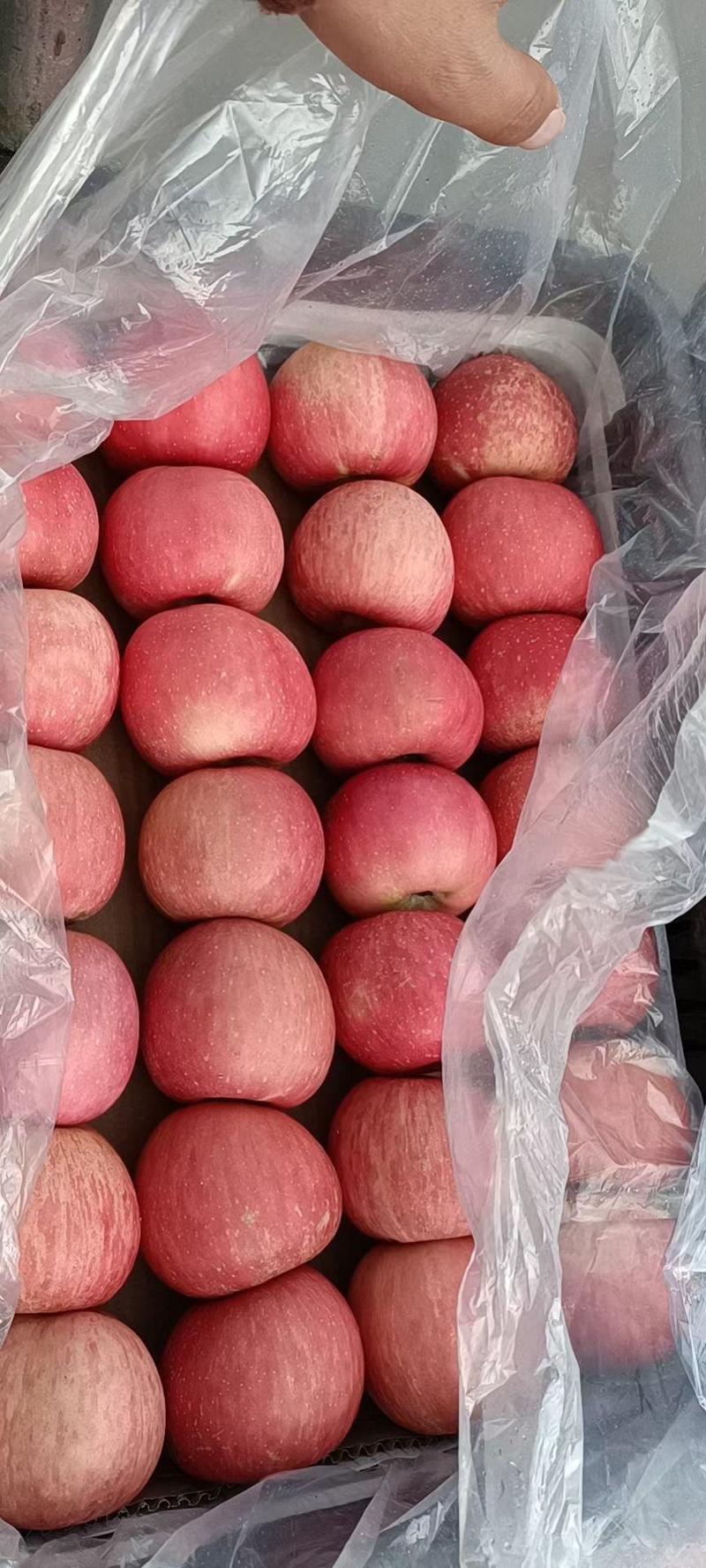 烟台栖霞红富士苹果，冷库三级果，货源充足，价格优惠。