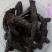 肉苁蓉软硬大云批发肉苁蓉药食同源可泡酒质量保证