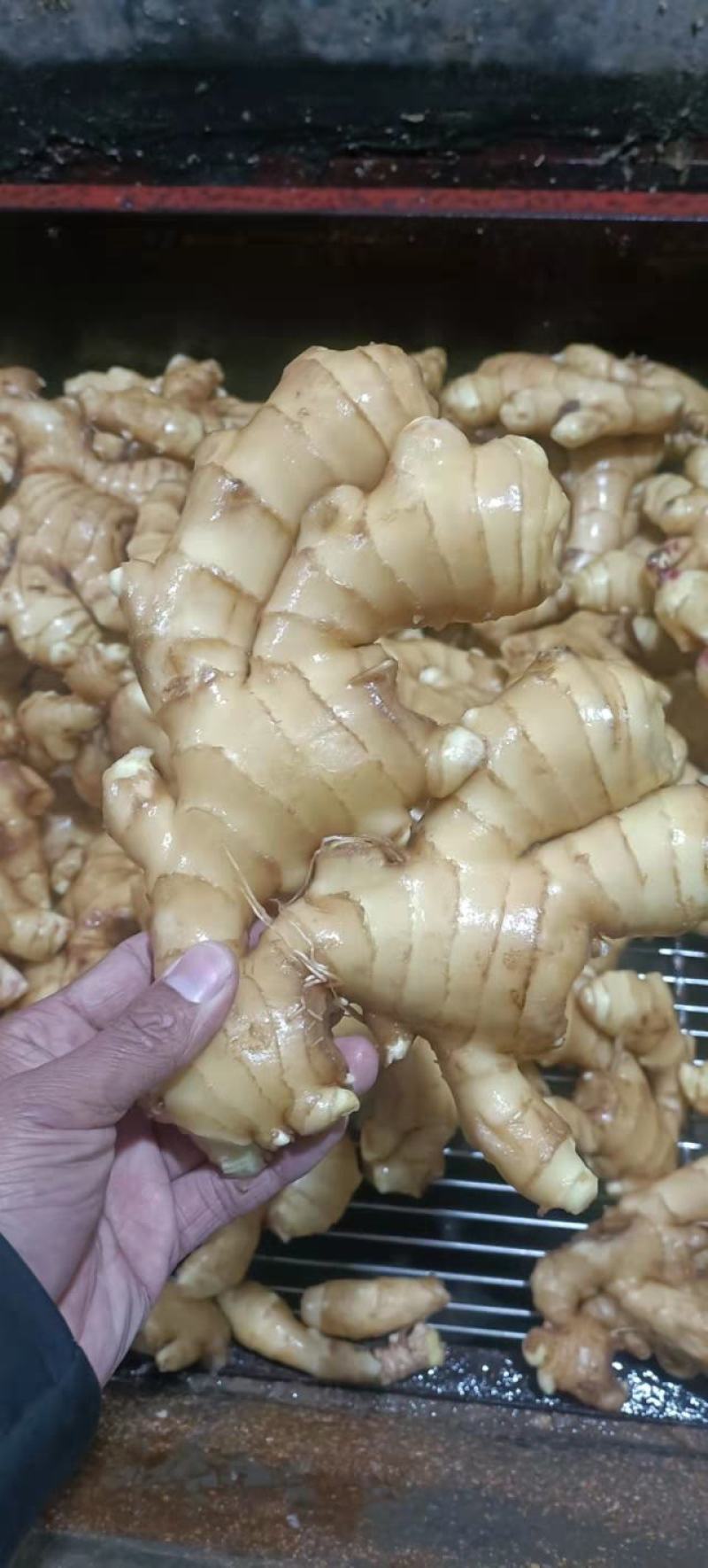 [大黄姜]大黄姜大量有货销售价格便宜，全国发货，坏烂包赔