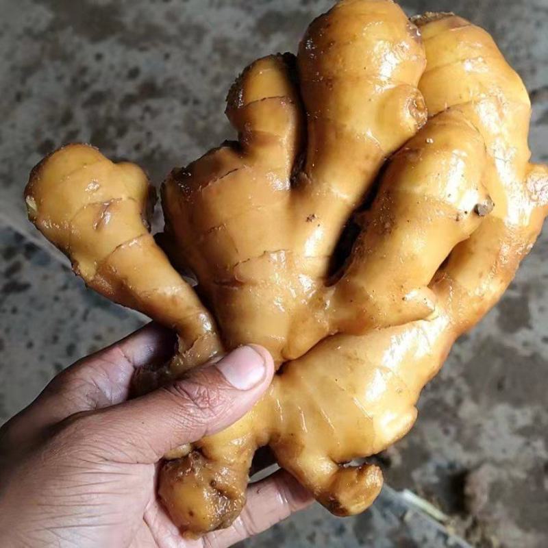 [大黄姜]大黄姜大量有货销售价格便宜，全国发货，坏烂包赔