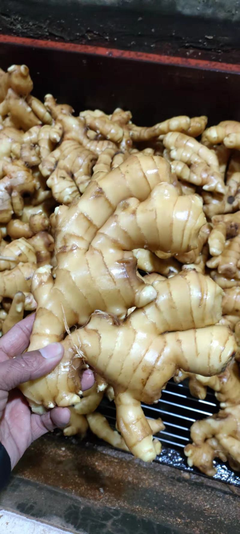 [大黄姜]大黄姜大量有货销售价格便宜，全国发货，坏烂包赔