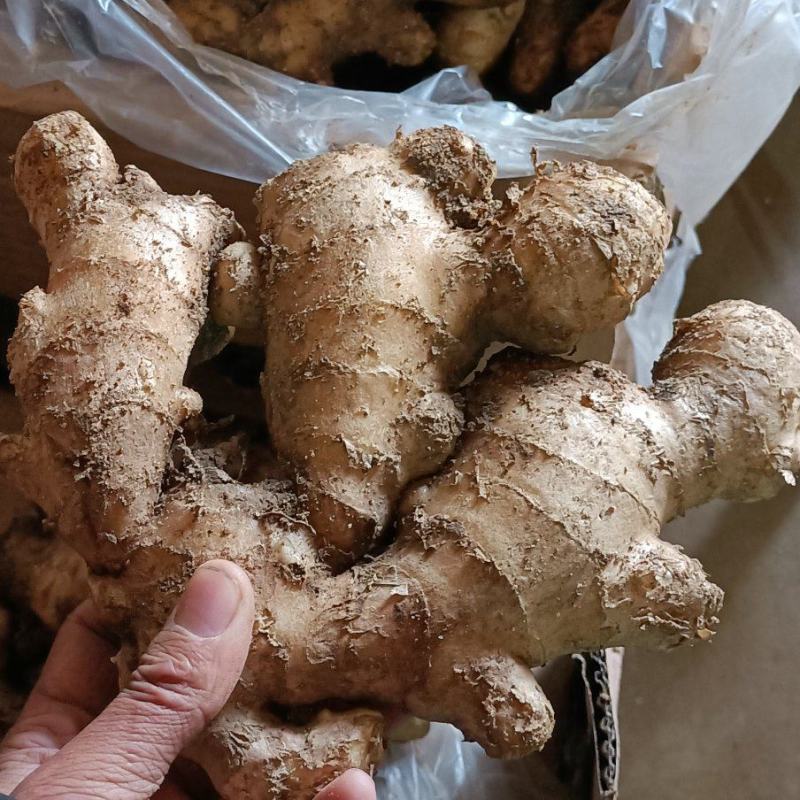 [大黄姜]大黄姜大量有货销售价格便宜，全国发货，坏烂包赔