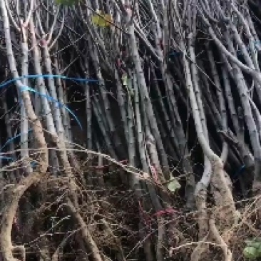 皇冠梨秋月梨酥脆1号各种品种苗。大量有货一公分到十公分