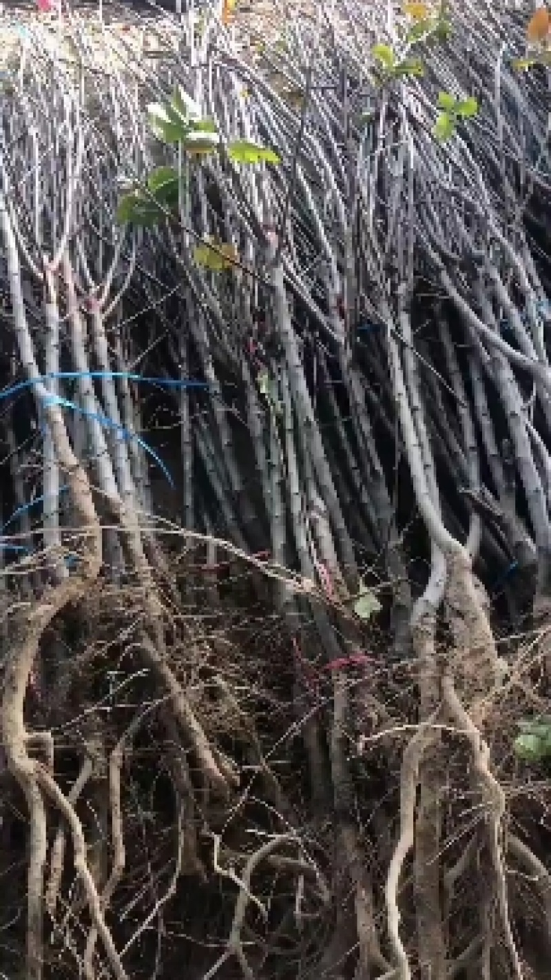 皇冠梨秋月梨酥脆1号各种品种苗。大量有货一公分到十公分