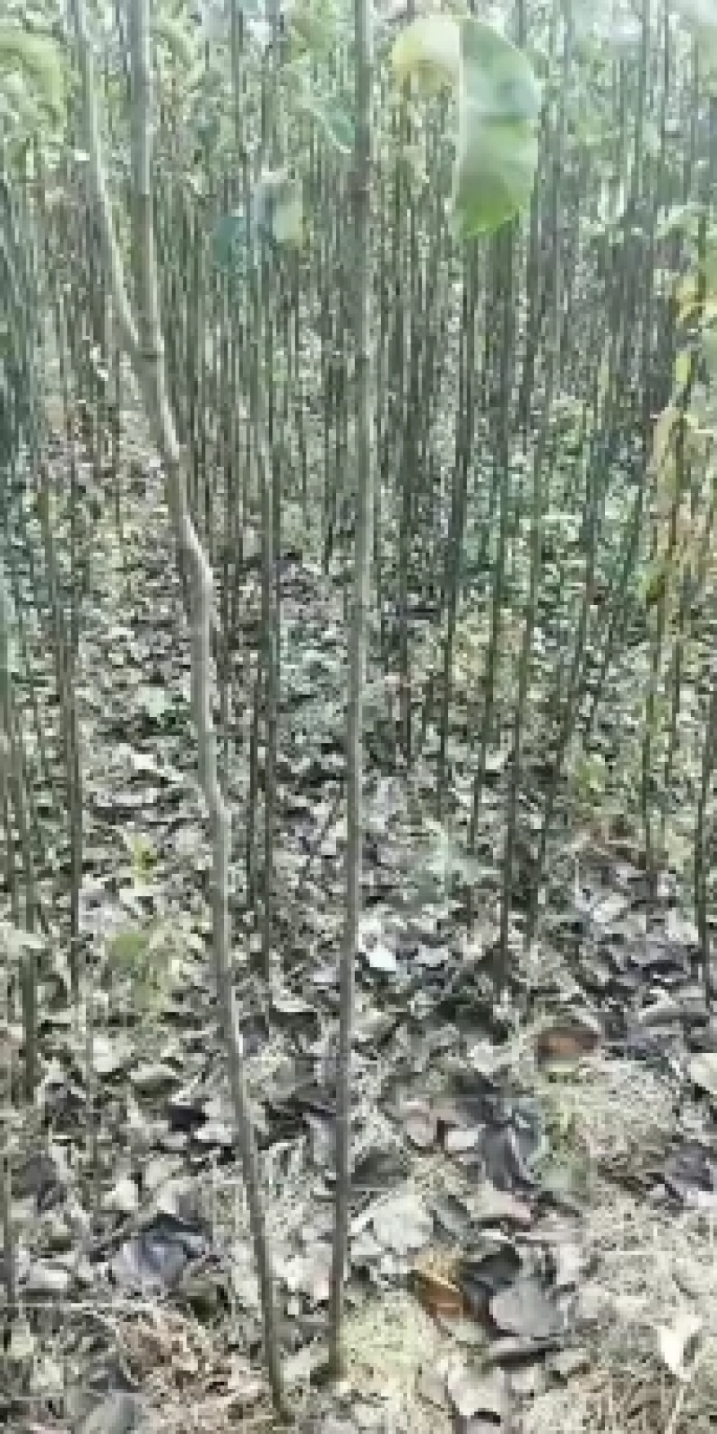 皇冠梨秋月梨酥脆1号各种品种苗。大量有货一公分到十公分