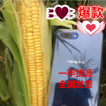 鲜玉米甜玉米，电商，市场批发，市场加工，可以地里视频
