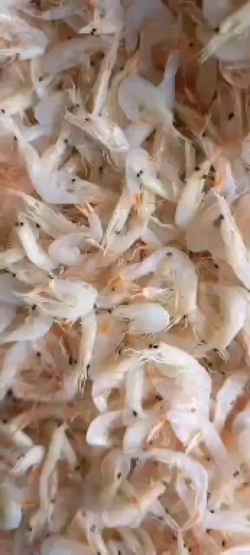 海产品干货