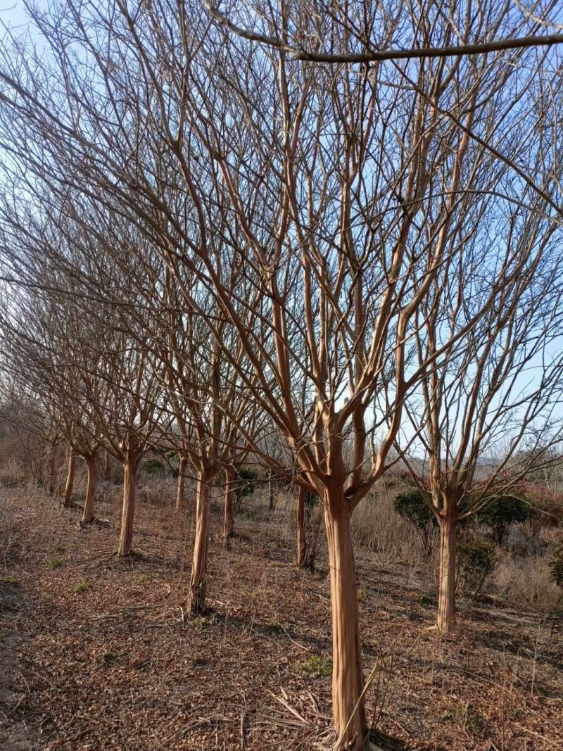16公分-17公分紫薇苗圃现货无中间商差价