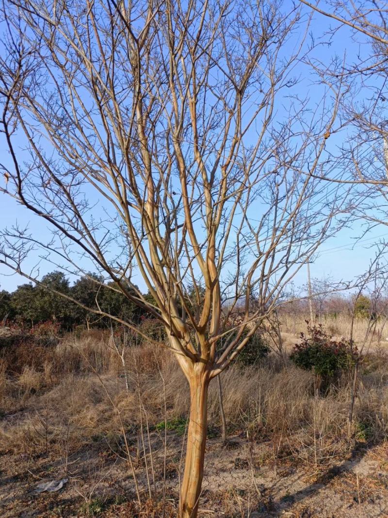 16公分-17公分紫薇苗圃现货无中间商差价