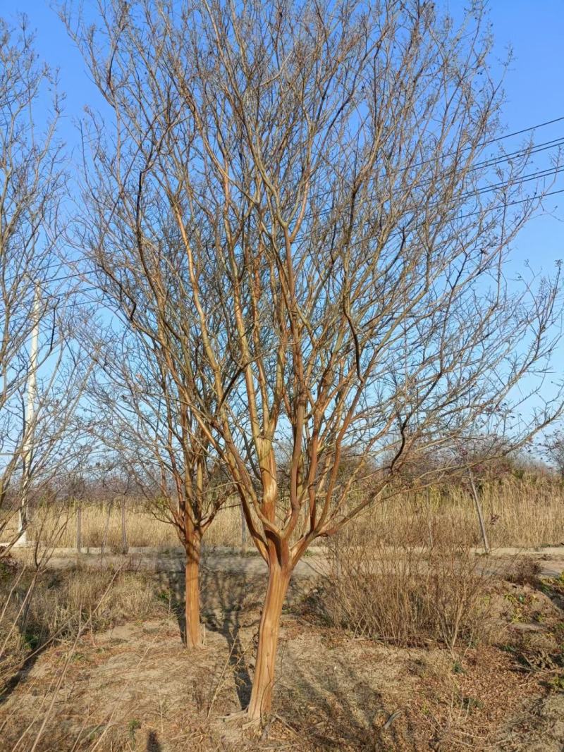 16公分-17公分紫薇苗圃现货无中间商差价