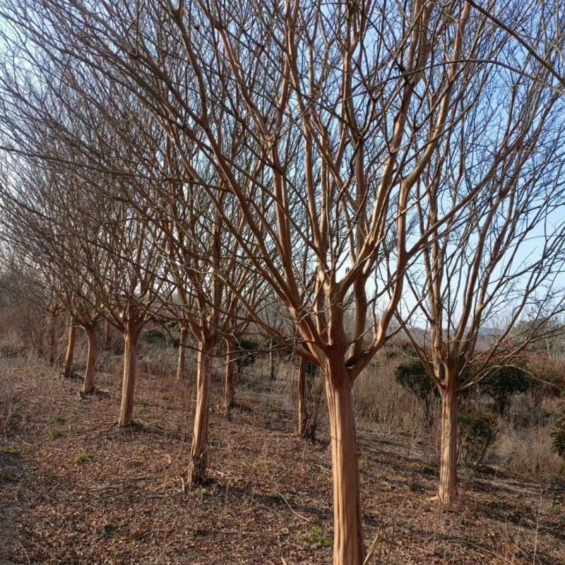 16公分-17公分紫薇苗圃现货无中间商差价