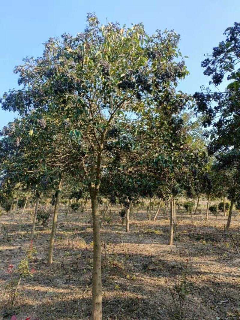 8公分-10公分大叶女贞苗圃现货无中间商差价