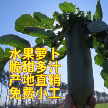 万亩水果萝卜青萝卜潍县萝卜大量开拔不辣甘甜免费小工