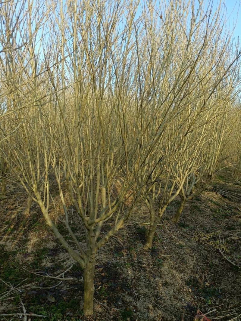 8公分-10公分木槿沭阳基地现货量大无中间商差价