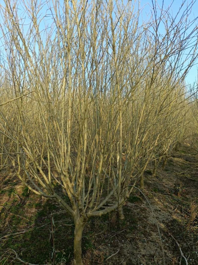 8公分-10公分木槿沭阳基地现货量大无中间商差价