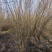 8公分-10公分木槿沭阳基地现货量大无中间商差价