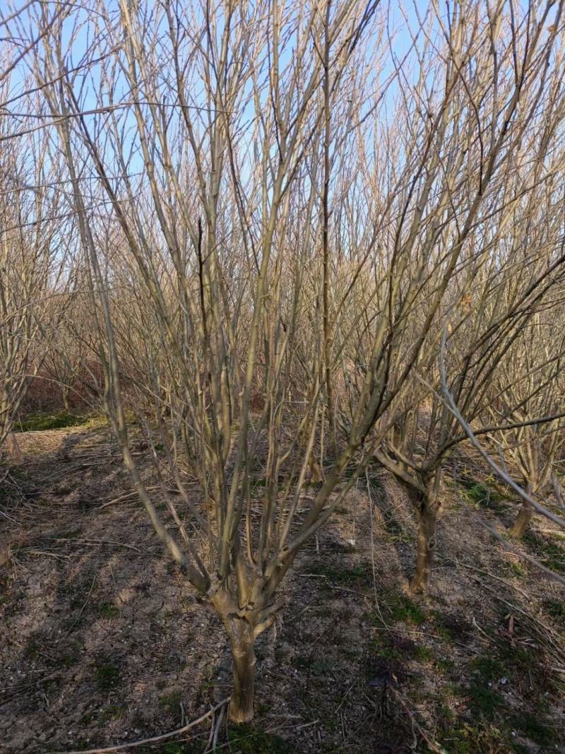 8公分-10公分木槿沭阳基地现货量大无中间商差价