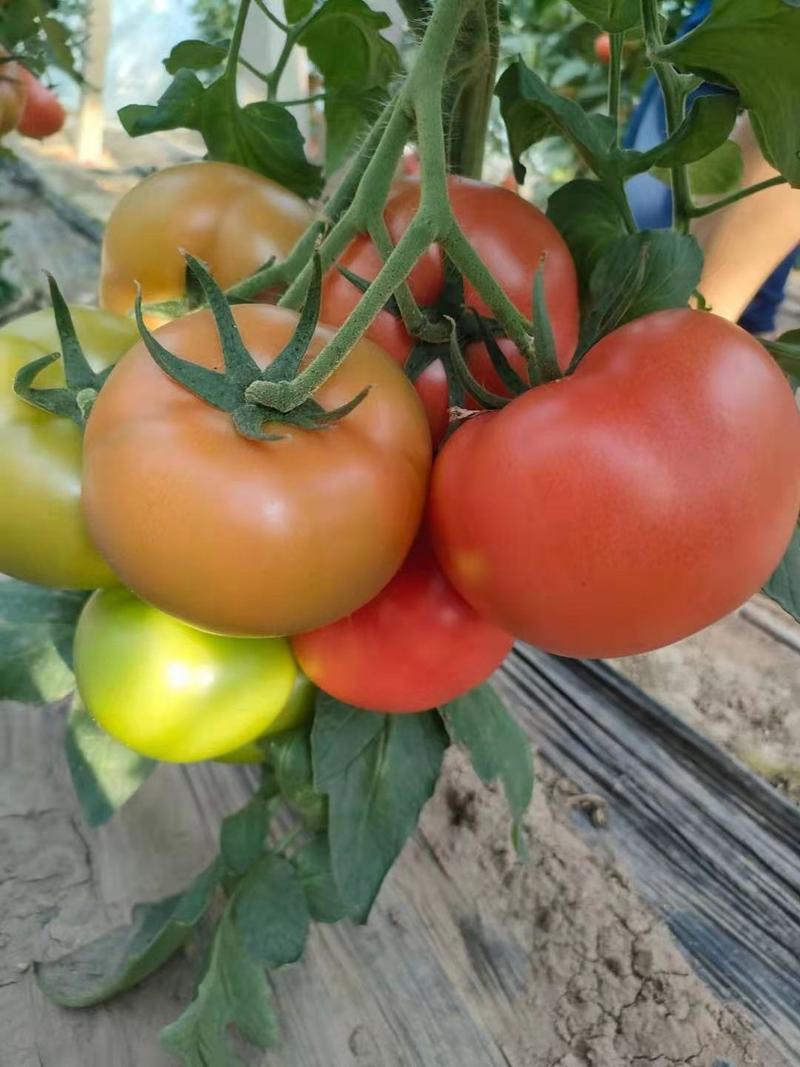 【包邮】粉果西红柿种子大果硬粉硬度好长势强耐储存品质保