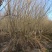 8公分-10公分木槿沭阳基地现货量大无中间商差价