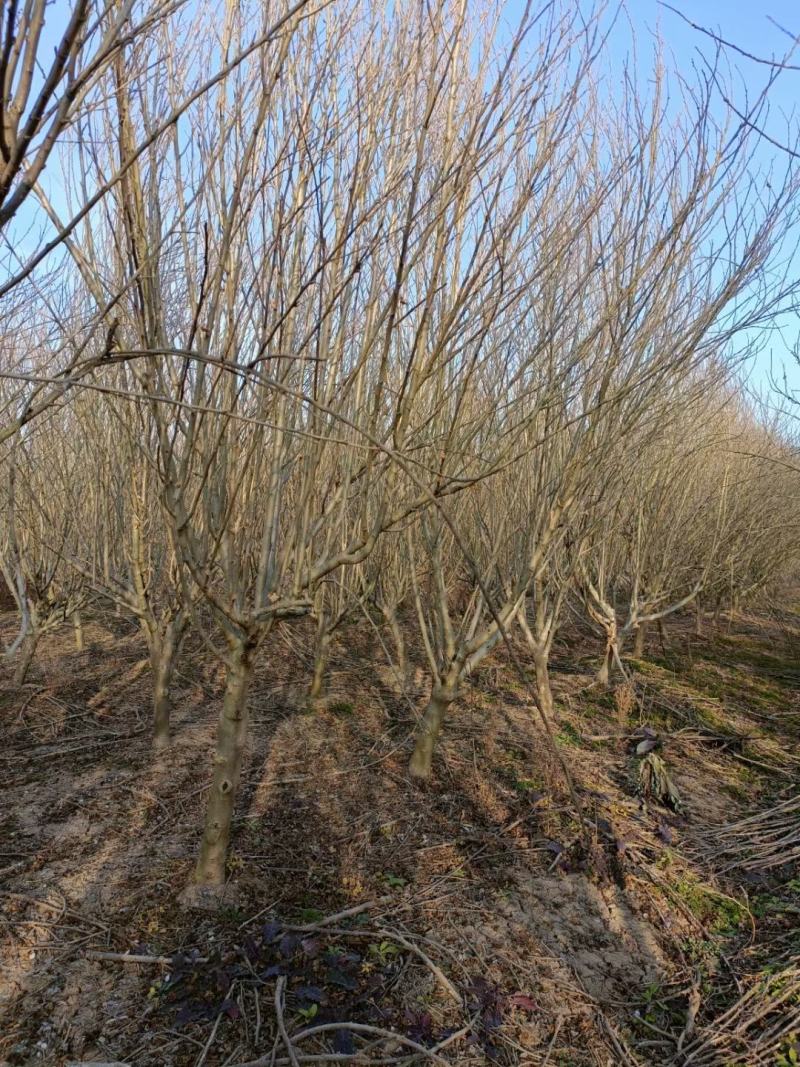 8公分-10公分木槿沭阳基地现货量大无中间商差价