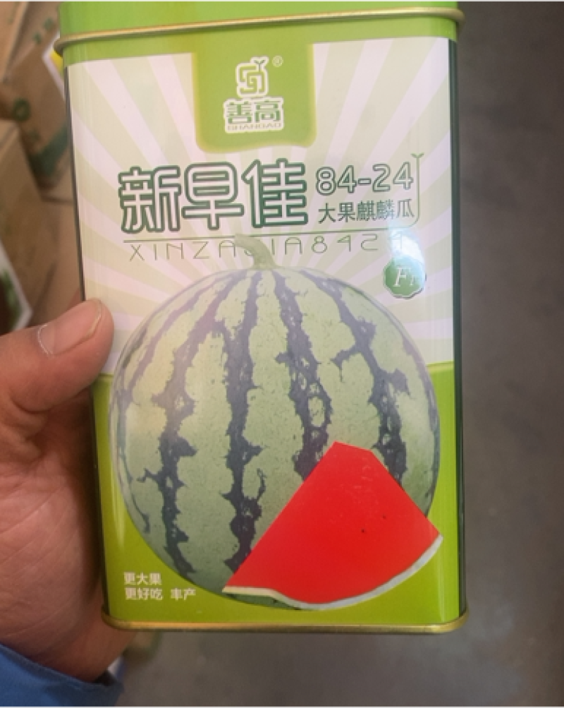 新早佳8424大果麒麟瓜西瓜种子极早熟抗病