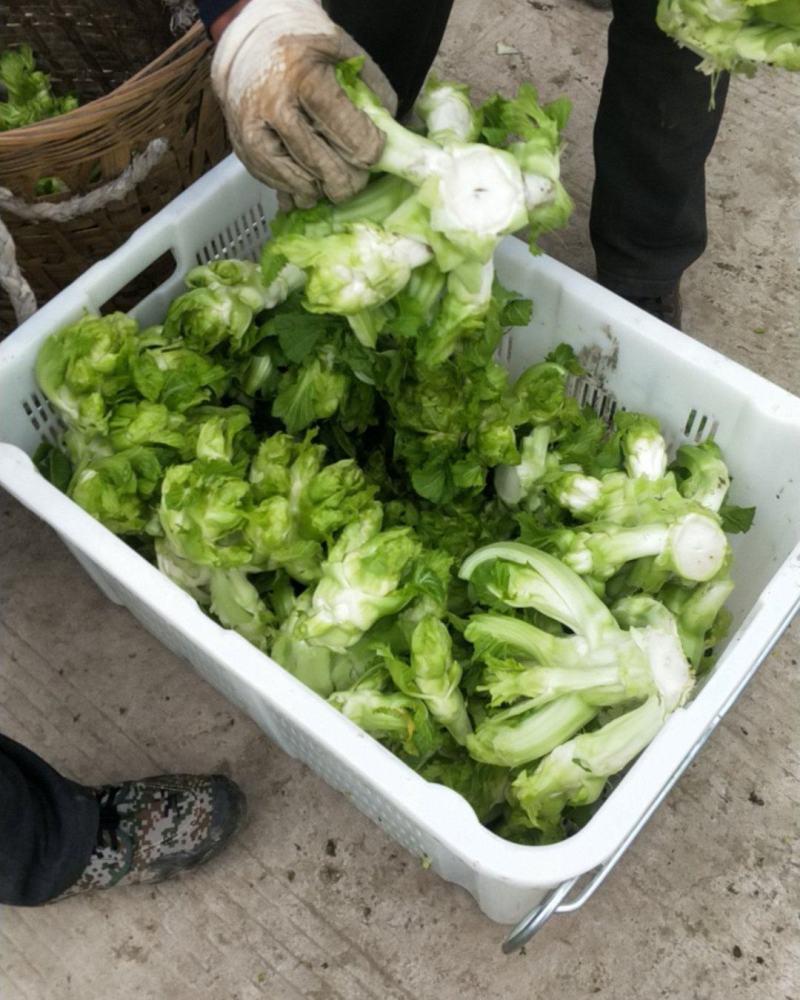 精品儿菜，价格便宜，欢迎订购，保质保量，