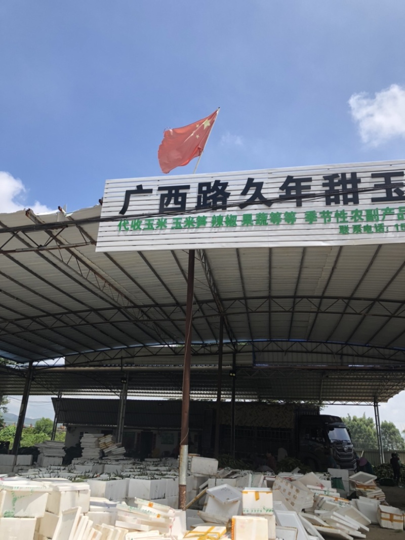 主产地大量供应甜玉米太阳花可打冰调车一条龙服务！！