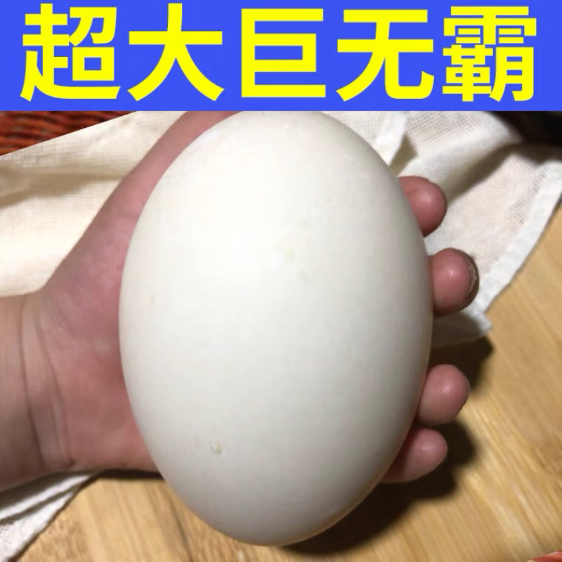 鹅蛋