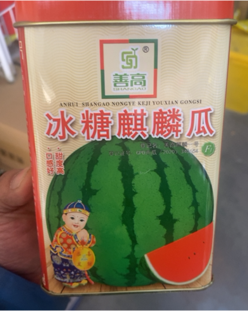 冰糖麒麟8424西瓜种子早熟高糖脆甜耐裂性好